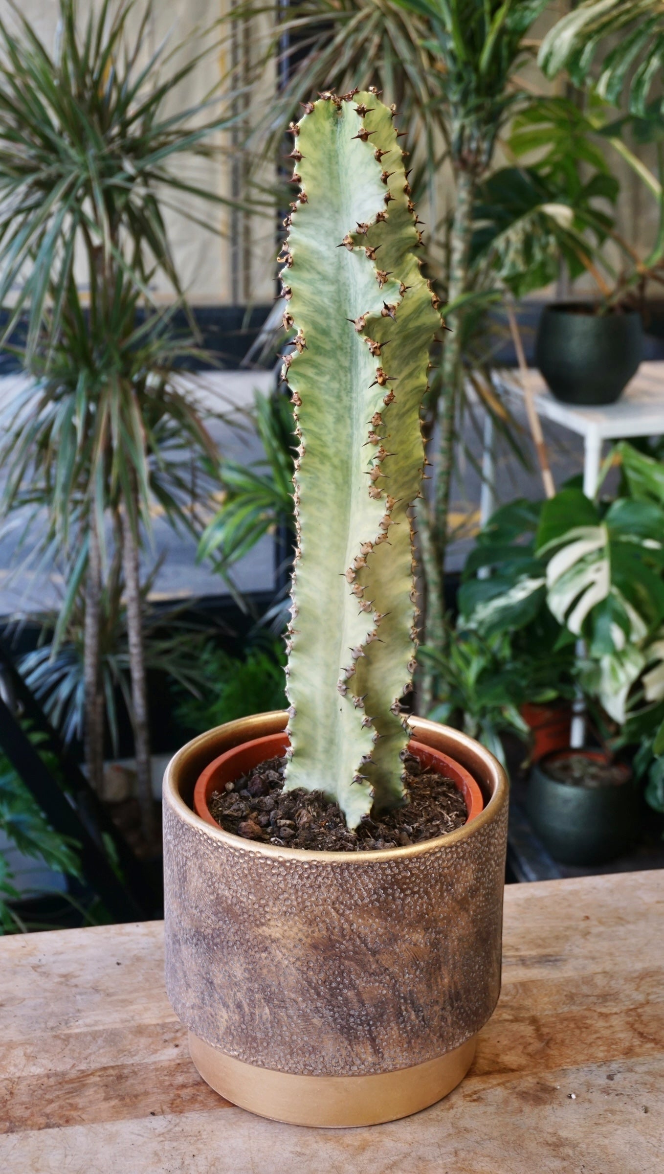 Euphorbia Ingens Variegata