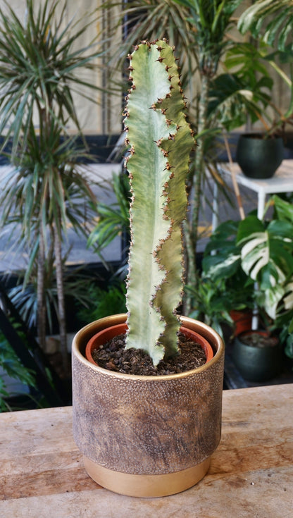 Euphorbia Ingens Variegata