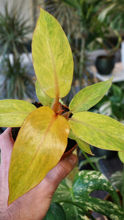 Philodendron Orange Marmalade