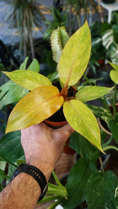 Philodendron Orange Marmalade