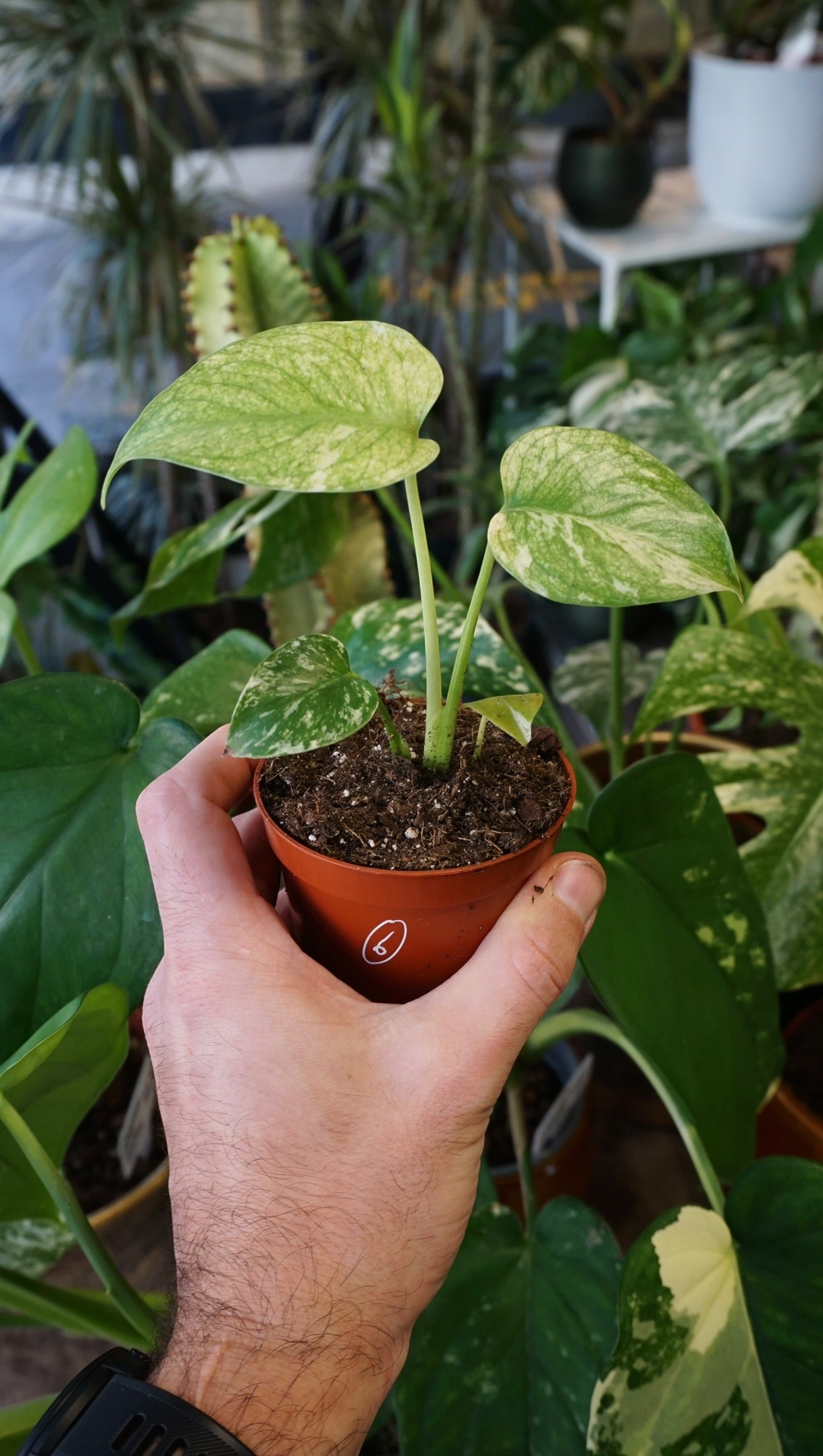 Monstera Mint | Seltene Zimmerpflanze