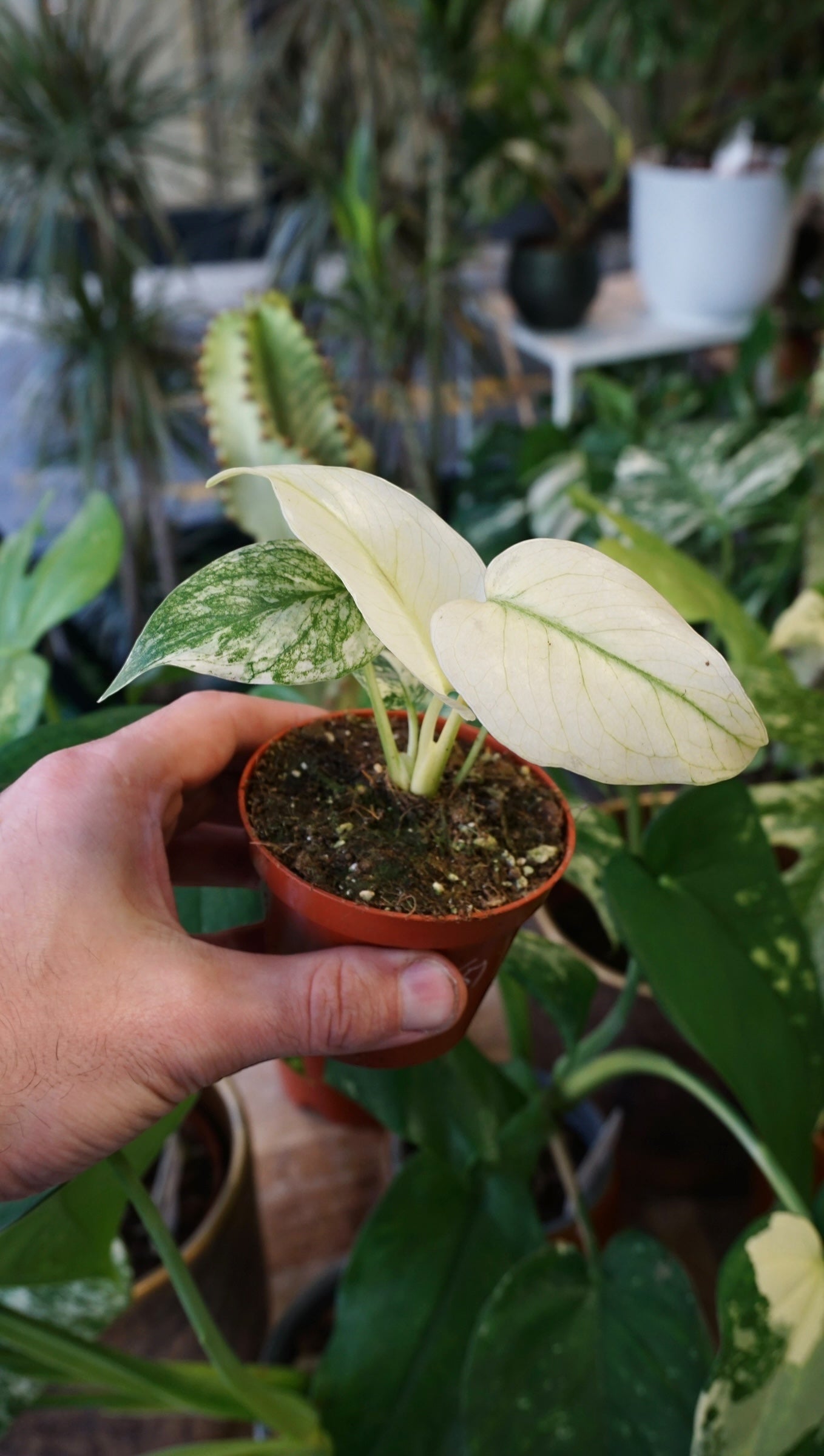Monstera Mint | Seltene Zimmerpflanze | Studiopflanzen  Studio Plantes