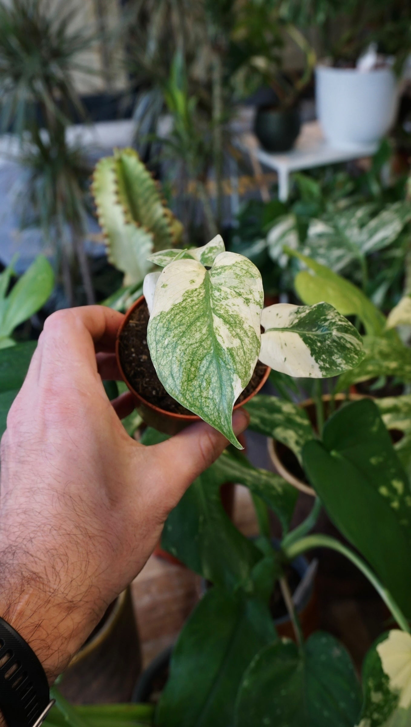 Monstera Mint | Seltene Zimmerpflanze