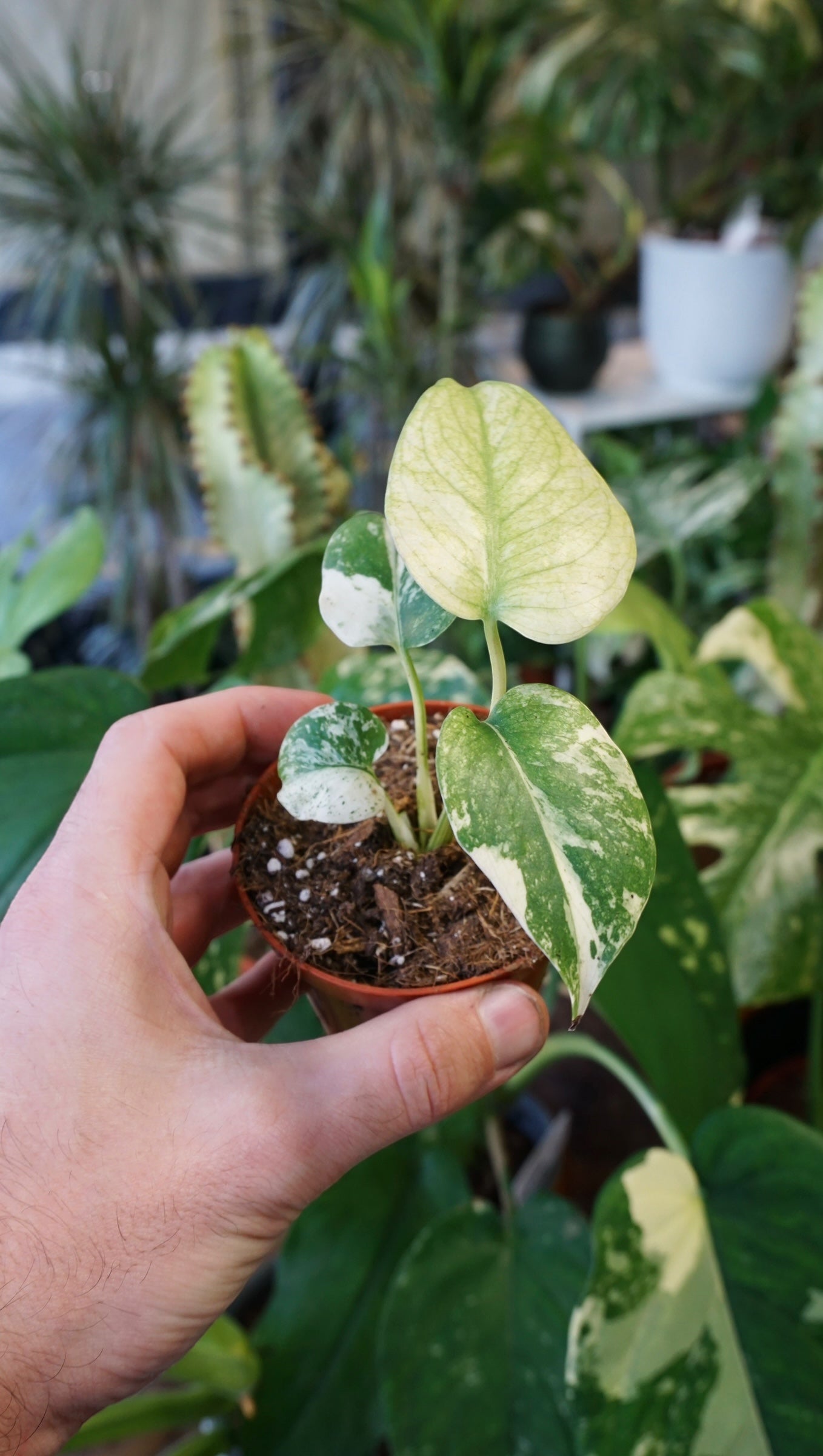 Monstera Mint studio plantes rares jungle jardinerie strasbourg rare plant shop online pflanzen