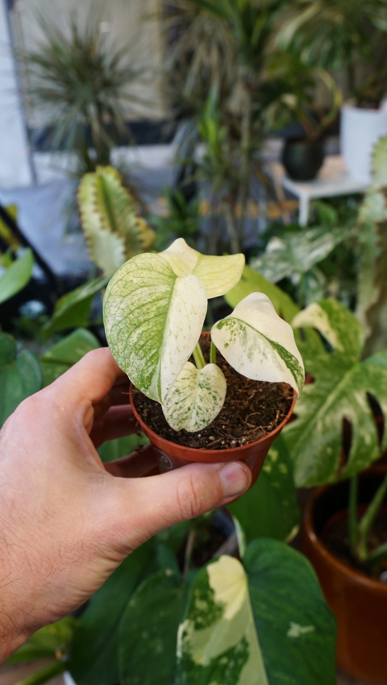 monstera zimmerpflanze Monstera Mint | Seltene Zimmerpflanze