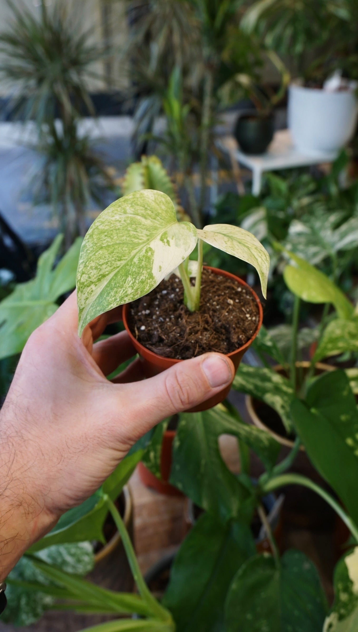 Monstera Mint studio plantes rares jungle jardinerie strasbourg rare plant shop online pflanzen