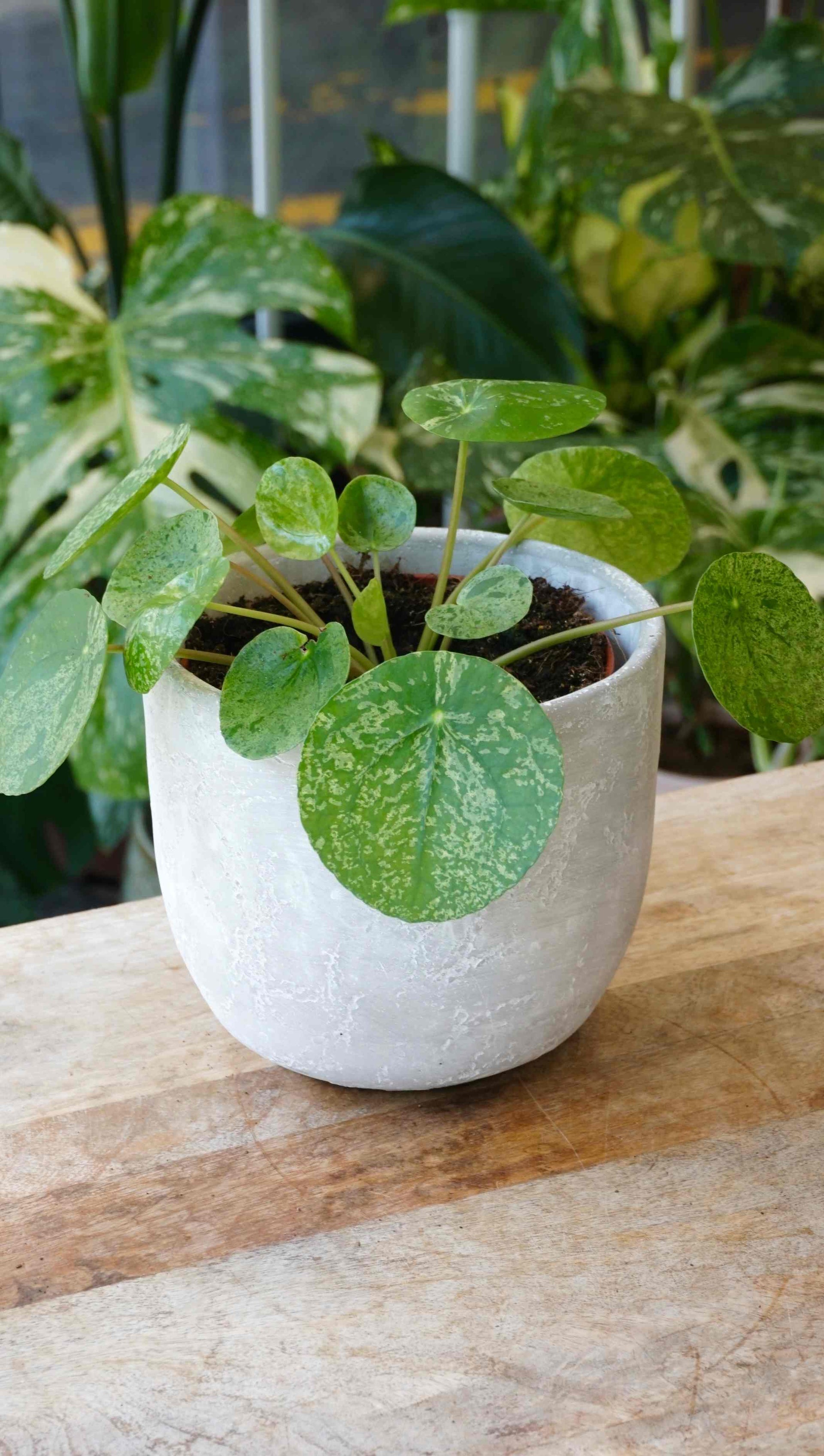 mojito plant indoor Peperomia Chocolat