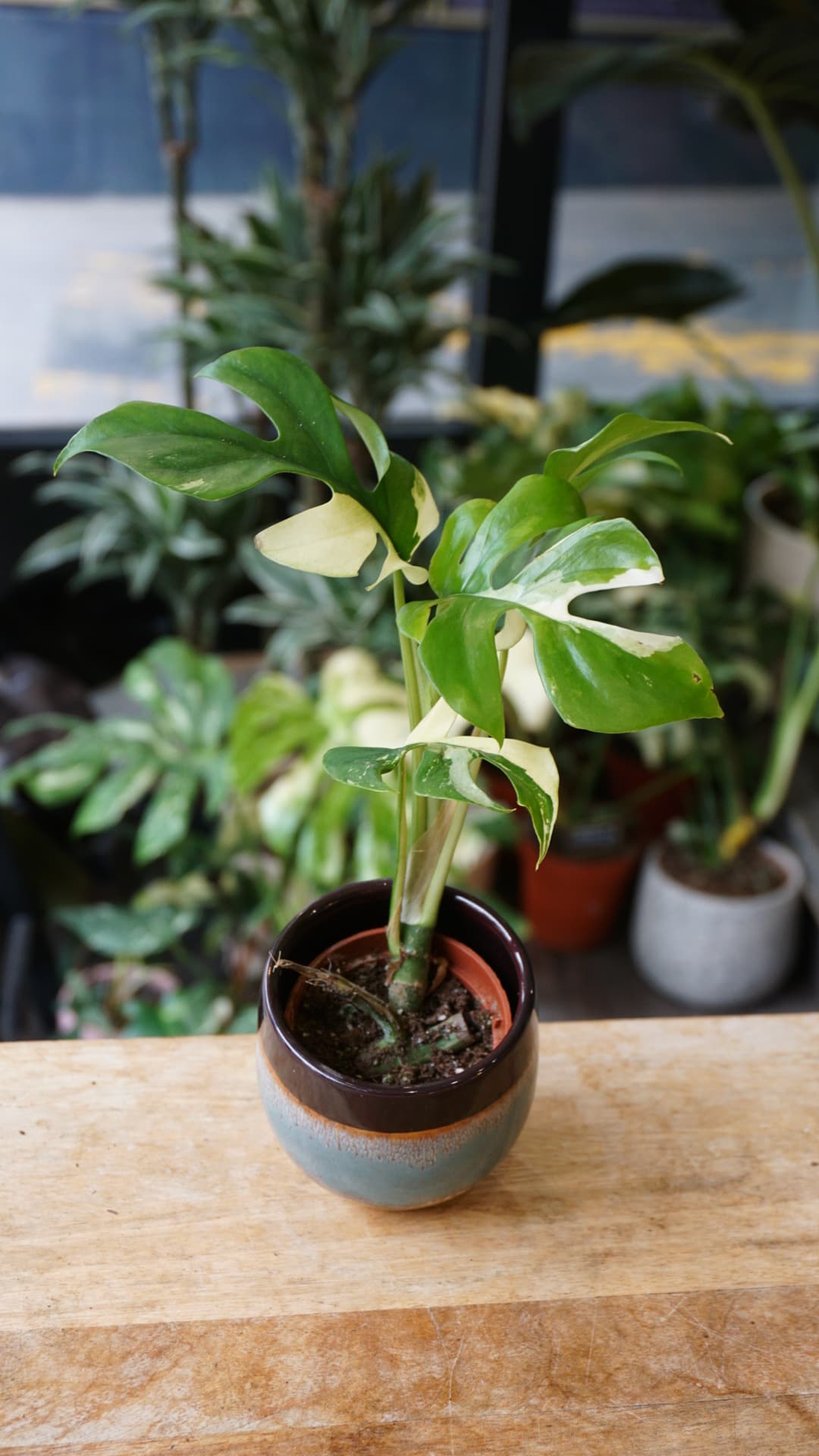 Rhaphidophora Tetrasperma Variegata – Minima variegata unique Studio Plantes