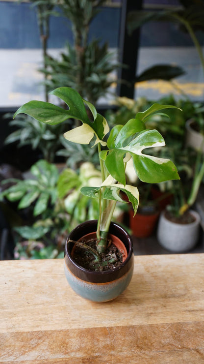 Rhaphidophora Tetrasperma Variegata – Minima variegata unique Studio Plantes