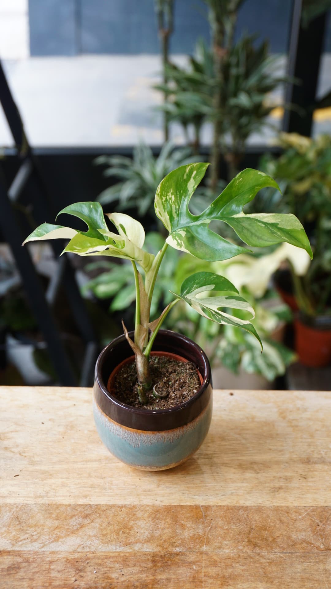 Rhaphidophora Tetrasperma Variegata – Minima variegata unique Studio Plantes