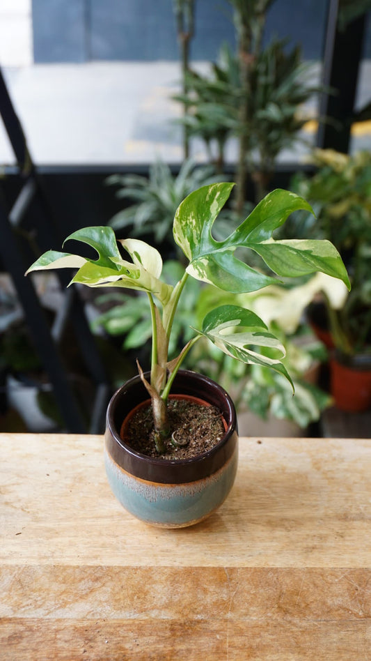 Rhaphidophora Tetrasperma Variegata – Minima variegata unique Studio Plantes