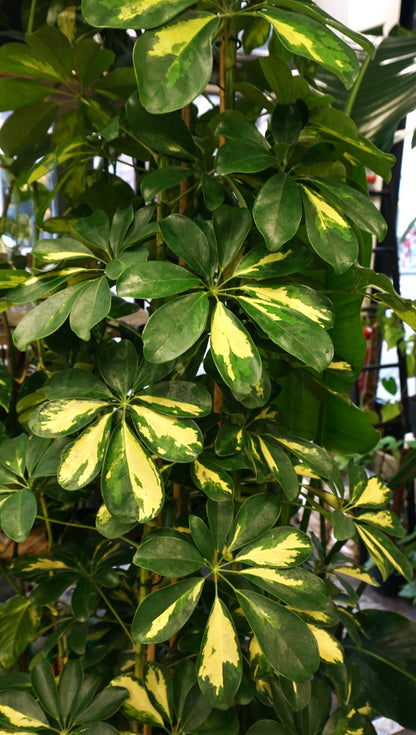 Schefflera Gold Capella grand plante d'intérieur facile studio plantes rares jungle jardinerie strasbourg