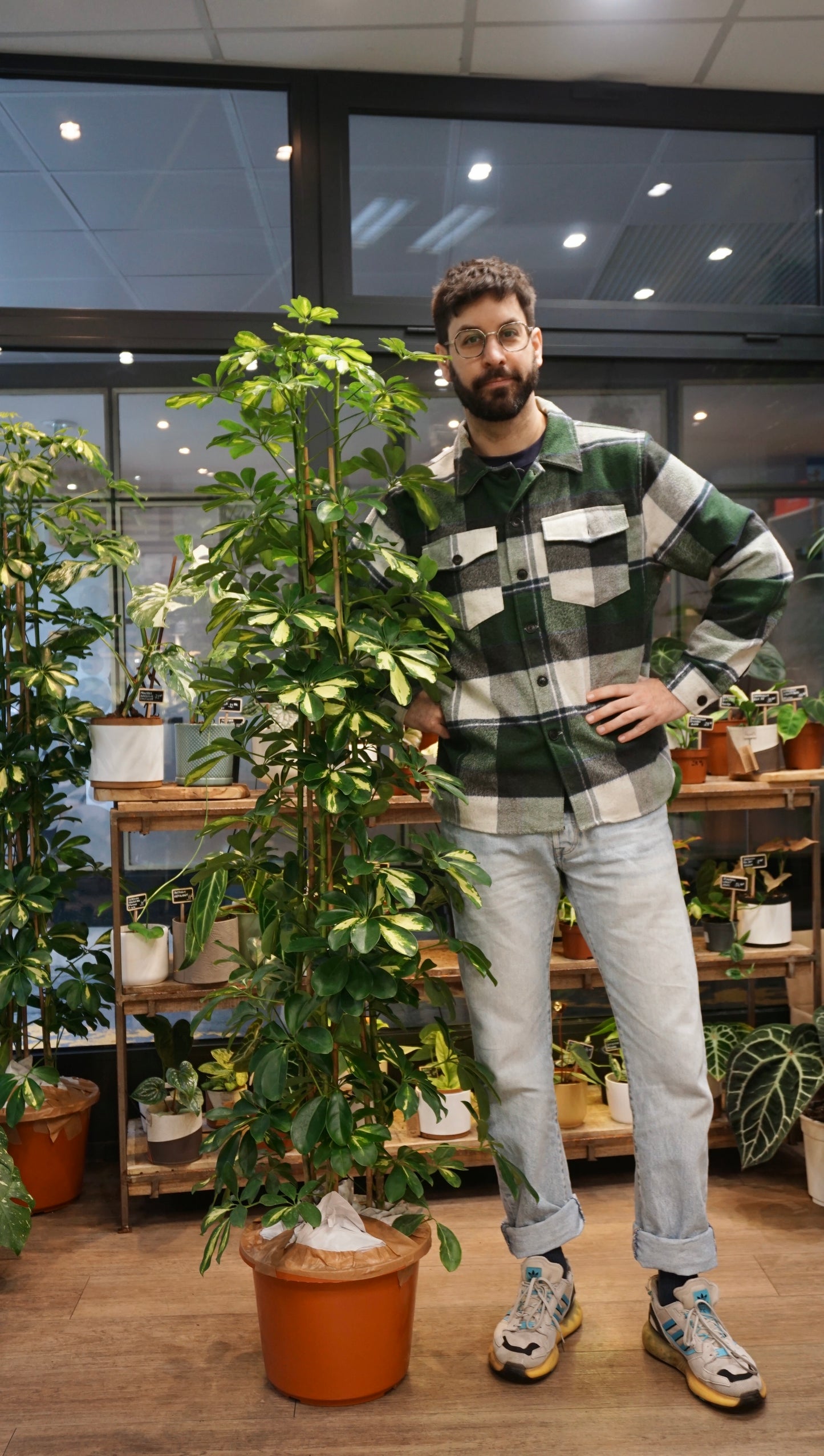 Schefflera Gold Capella grand plante d'intérieur facile studio plantes rares jungle jardinerie strasbourg