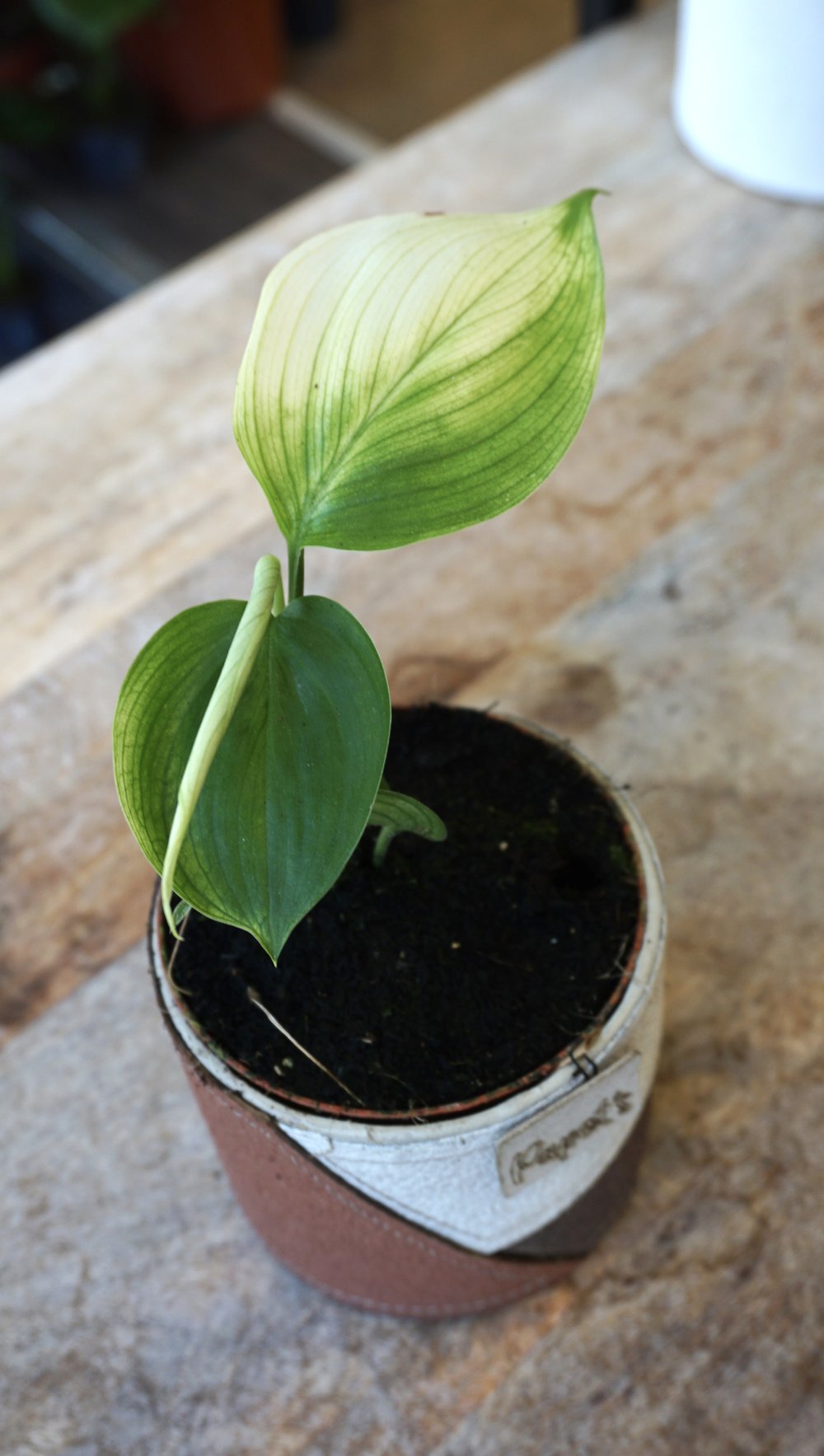 plant bundles white scindapsus natural plant in fibre pot Scindapsus White Monster - Studio Plantes