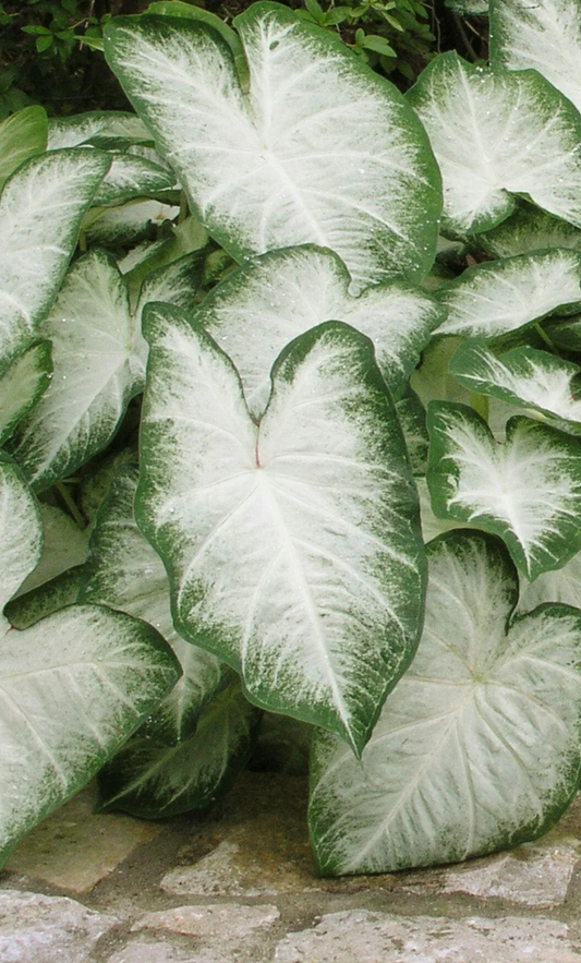 Caladium Aaron - Précommande