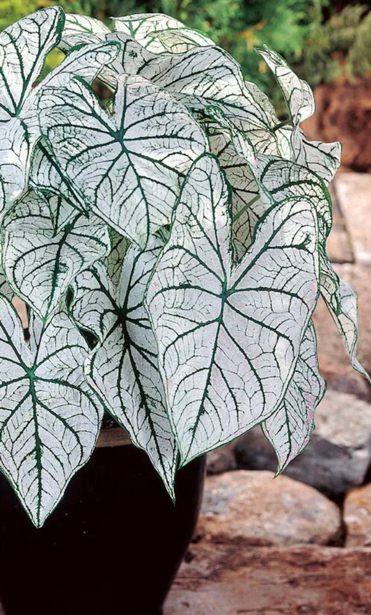 Caladium Candidum - Précommande