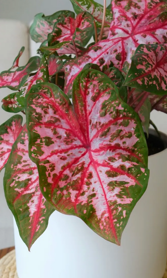 Caladium Carolyn Whorton - Précommande