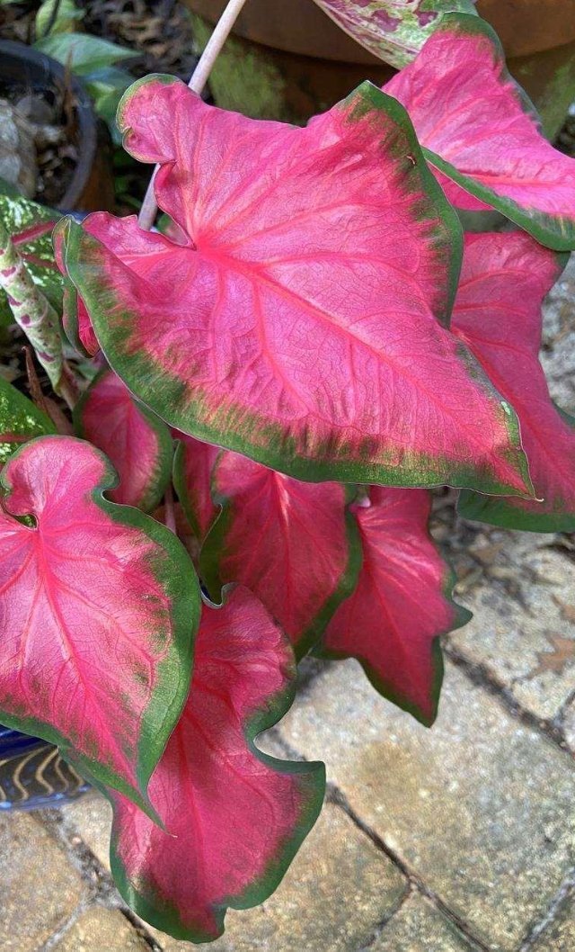 Caladium Cherry Tart - Précommande