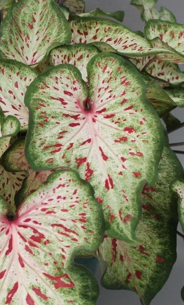 Caladium Dots Delight - Précommande