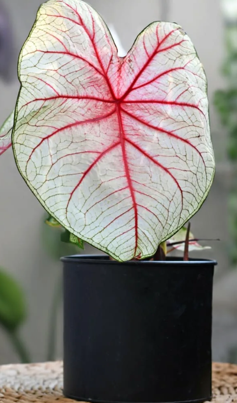 Caladium Fantasy - Précommande