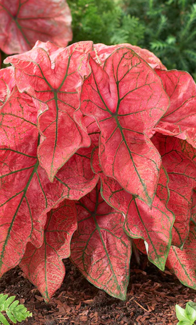 Caladium Festivia - Vorbestellung