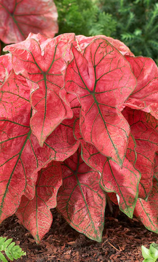 Caladium Festivia - Précommande