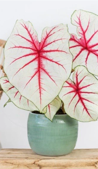 Caladium Fiesta® - Précommande