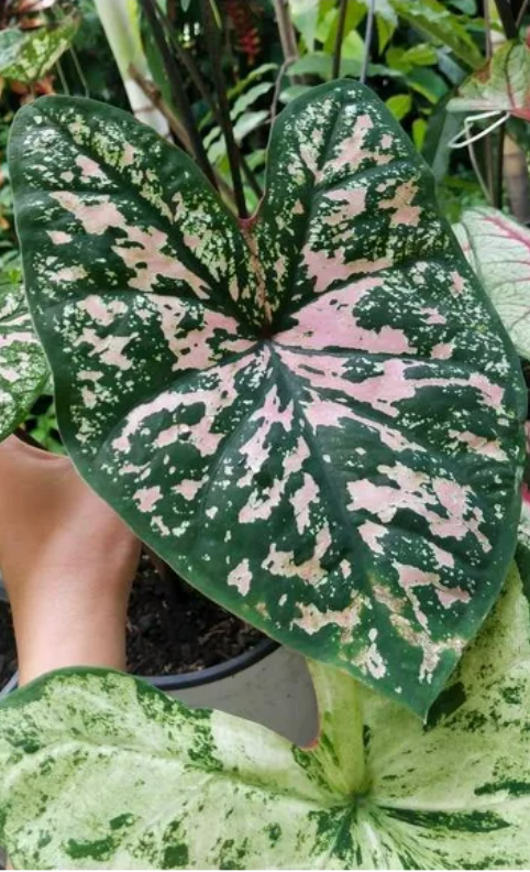 Caladium Elise - Précommande