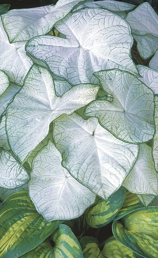 Caladium Florida Moonlight - Précommande