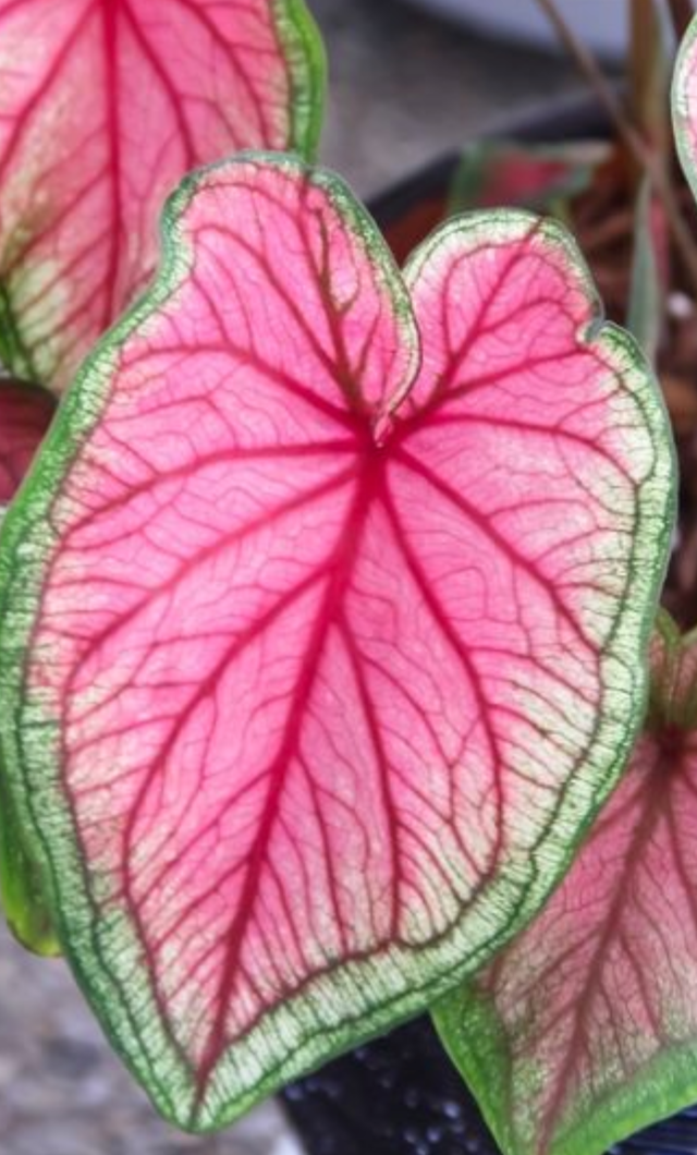 Caladium Florida Sweatheart - Précommande