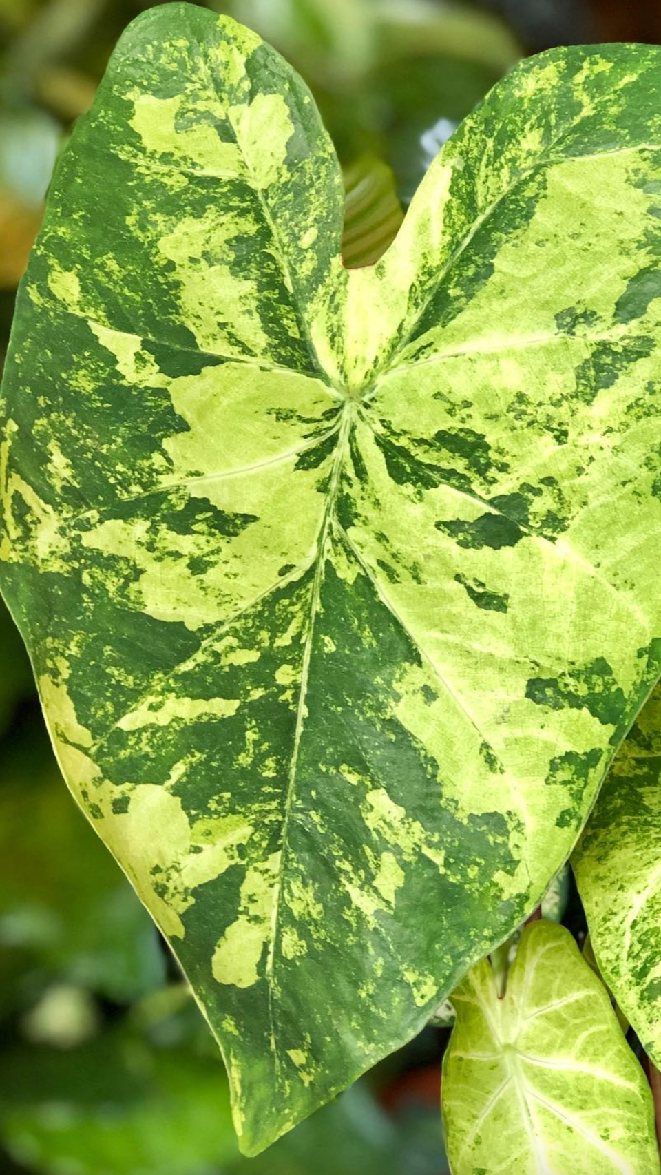 Caladium Frog in a blender - Précommande