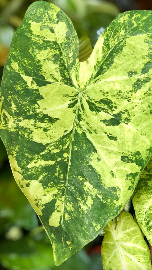 Caladium Frog in a blender - Précommande