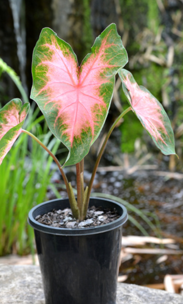 Caladium Kathleen - Précommande