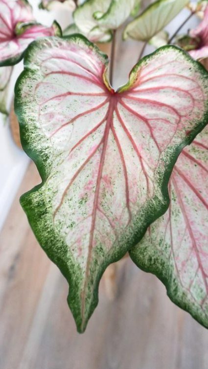 Caladium Pearl Blush - Précommande