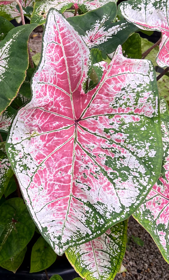 Caladium Pink Cloud - Précommande