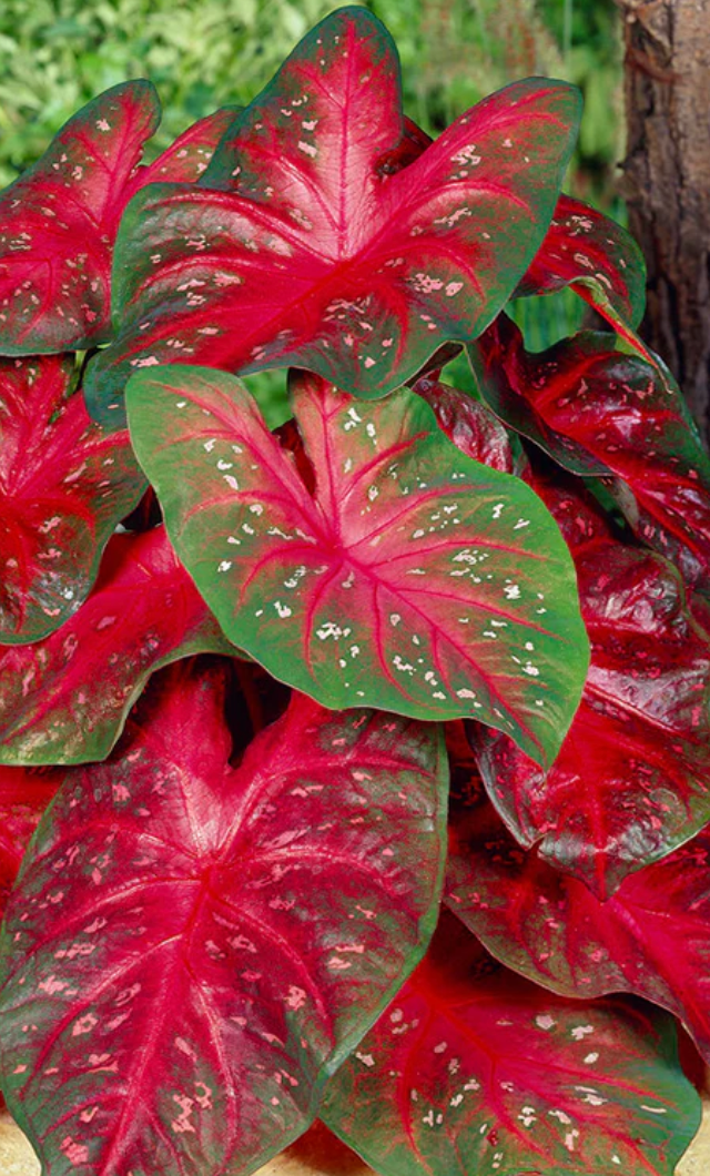 Caladium Red Flash - Précommande