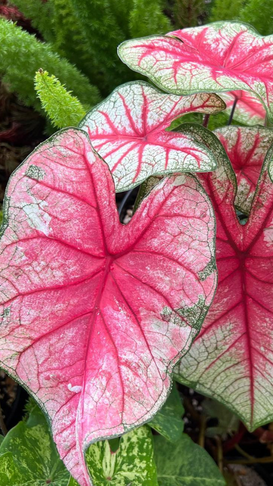 Caladium Rhapsody - Précommande