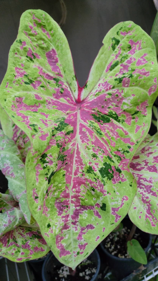 Caladium Seafoam Pink - Précommande