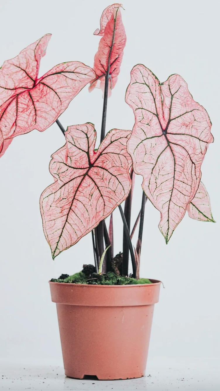 Caladium Spring Fling - Précommande