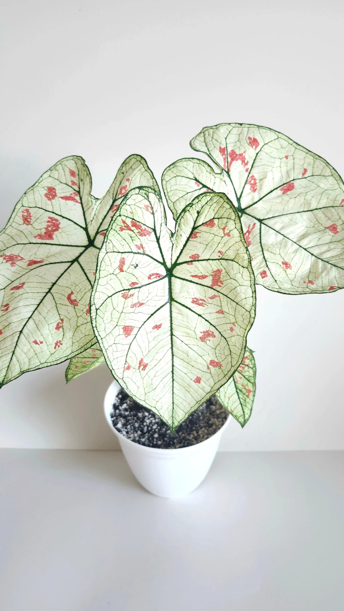 Caladium Strawberry Star - Précommande