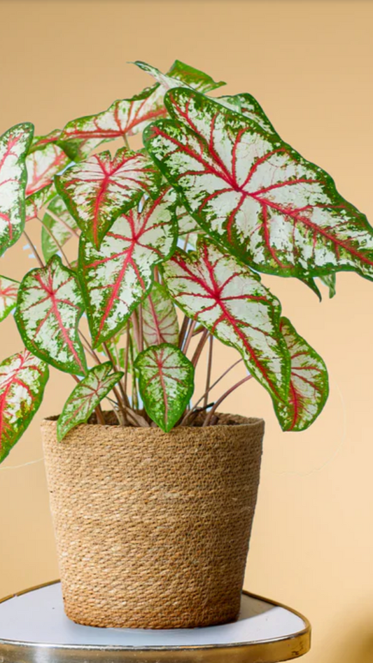 Caladium Tapestry - Précommande