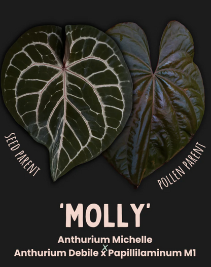Anthurium Molly by Young Botanist