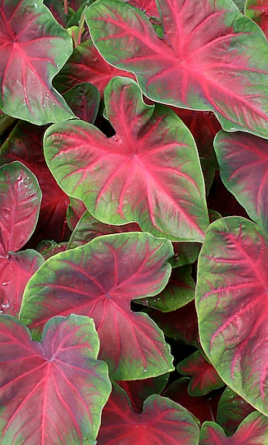 Caladium Blaze - Précommande