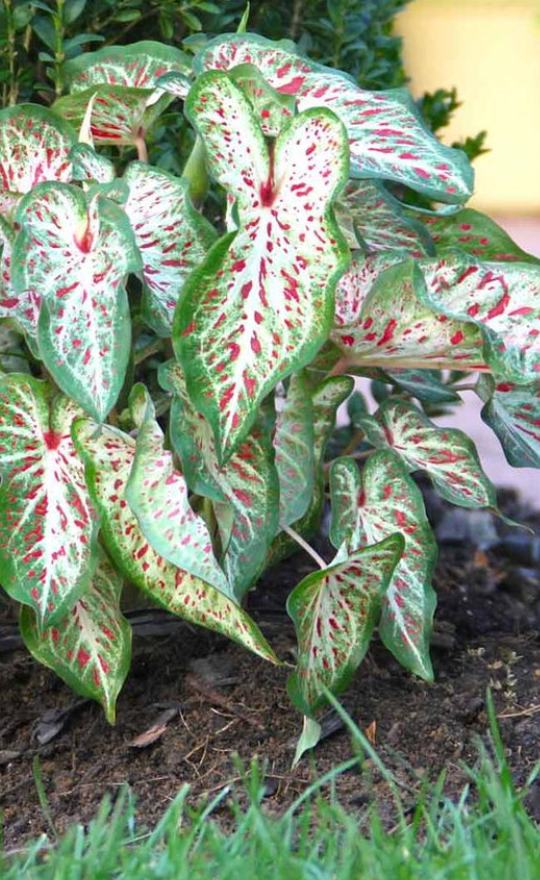 Caladium Gingerland - Précommande