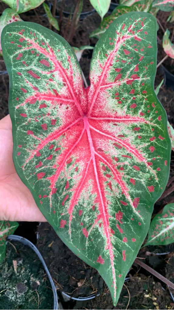 Caladium Wildfire - Précommande