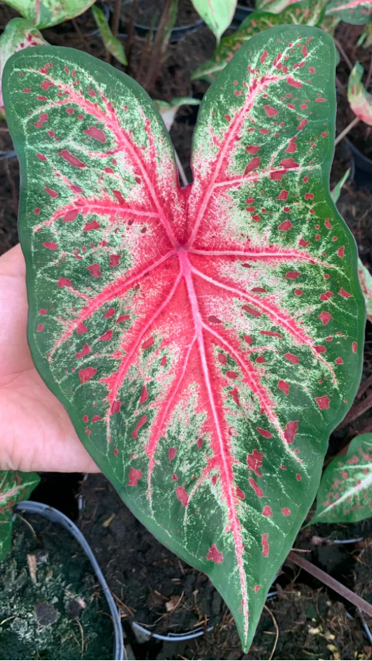 Caladium Wildfire - Précommande