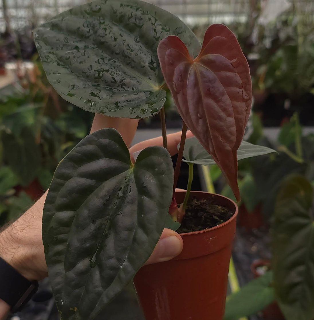 anthurium online shop Anthurium Dark Desire - Studio Plantes