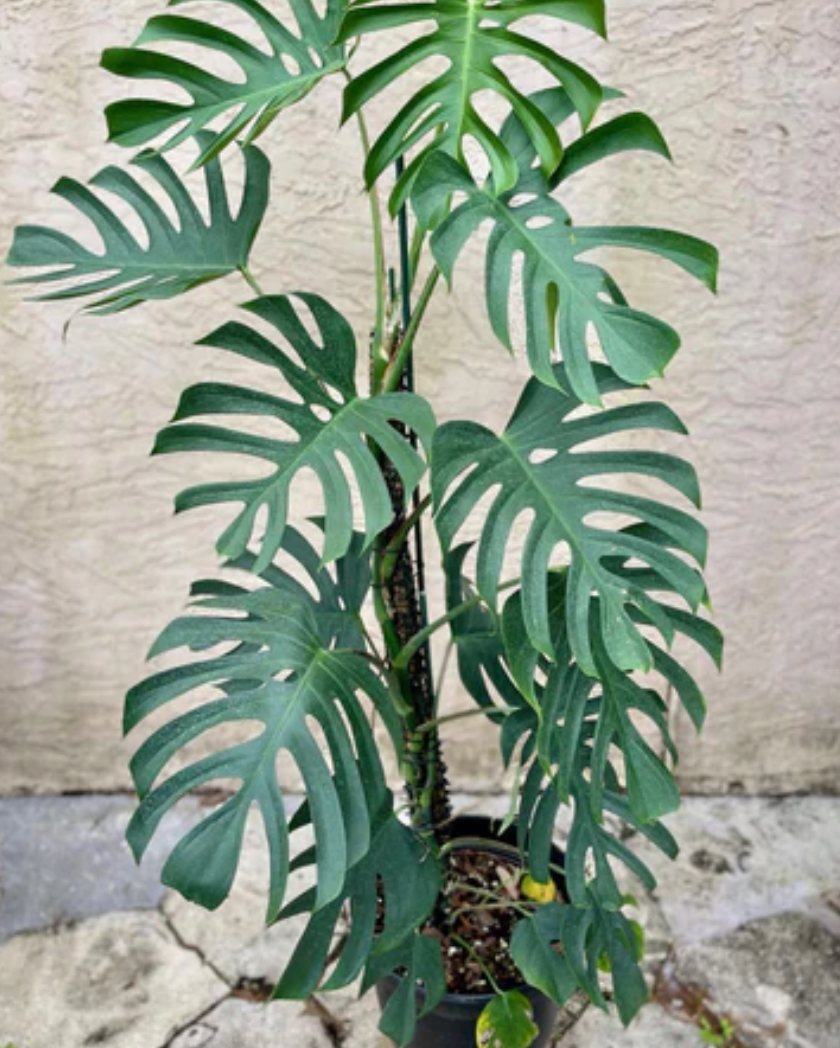 monstera brazilian common form Monstera Sierrana Mexican | Rare Indoor Plant