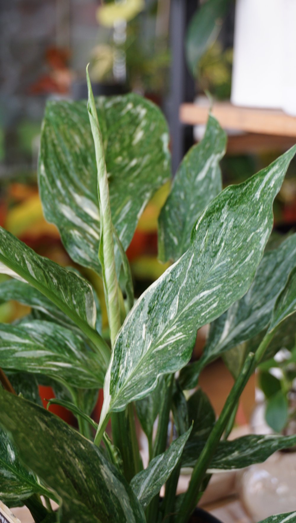 Spathiphyllum Diamond