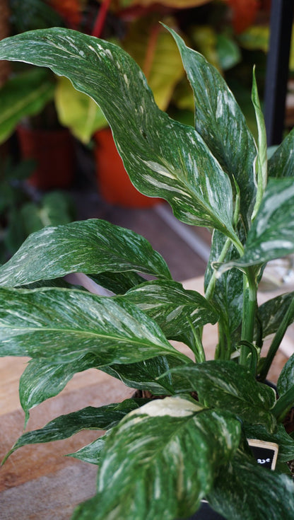 Spathiphyllum Diamond